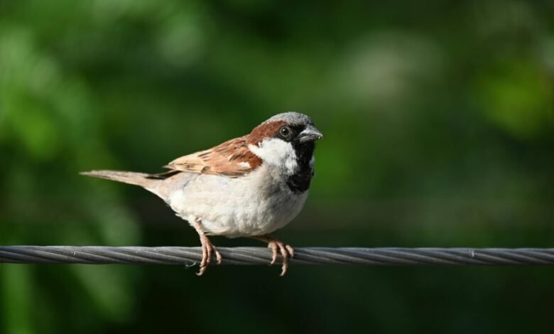 missed call identification system