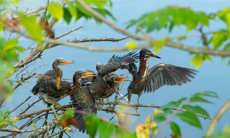 missed calls user response